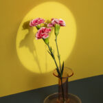 aesthetic-spring-wallpaper-with-carnation-high-angle
